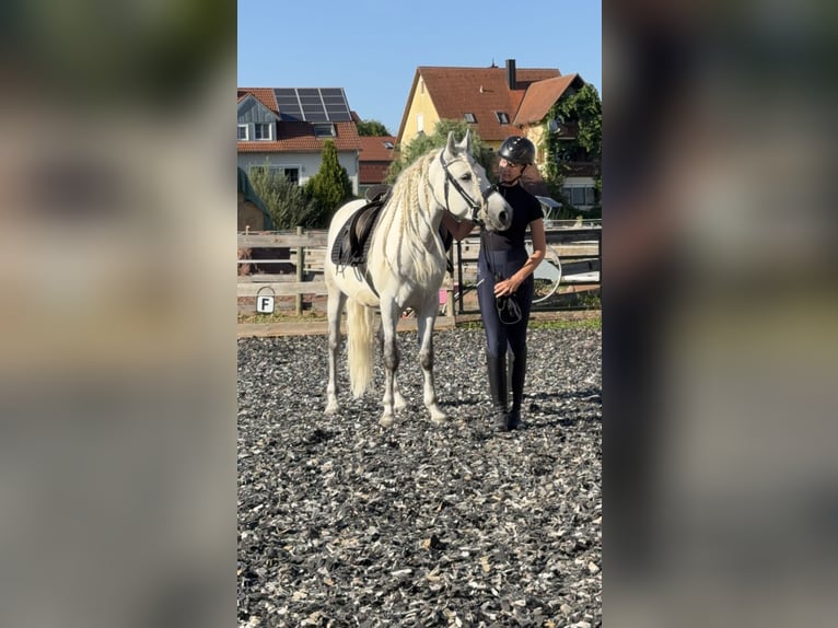 Connemara Castrone 5 Anni 145 cm Grigio pezzato in Lisberg