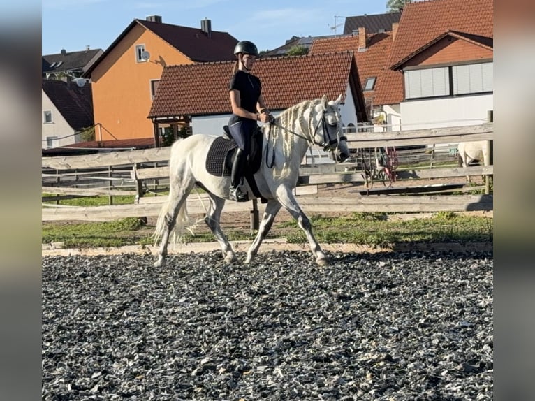 Connemara Castrone 5 Anni 145 cm Grigio pezzato in Lisberg