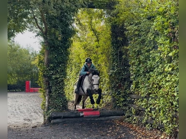Connemara Castrone 5 Anni 147 cm Falbo in Mountrath, Co. Laois