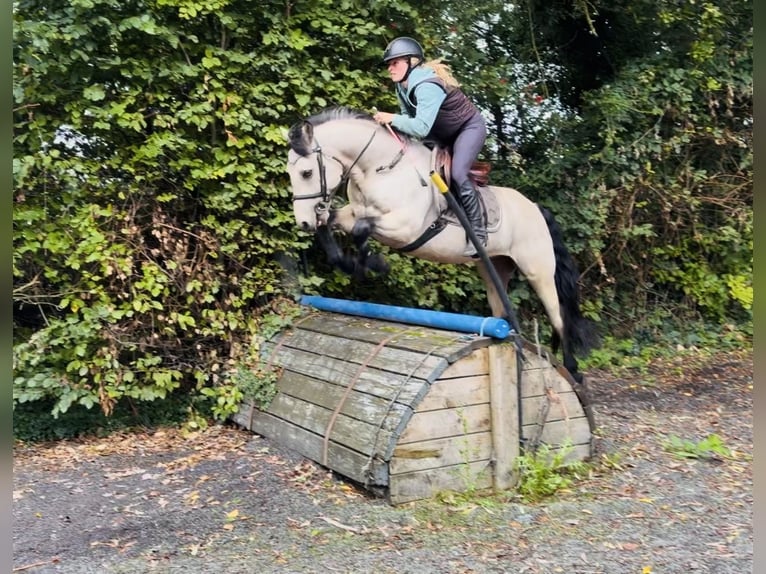 Connemara Castrone 5 Anni 147 cm Falbo in Mountrath, Co. Laois