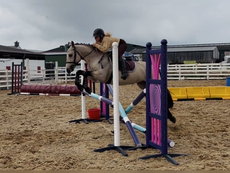 Connemara Castrone 5 Anni 147 cm Falbo in Mountrath, Co. Laois