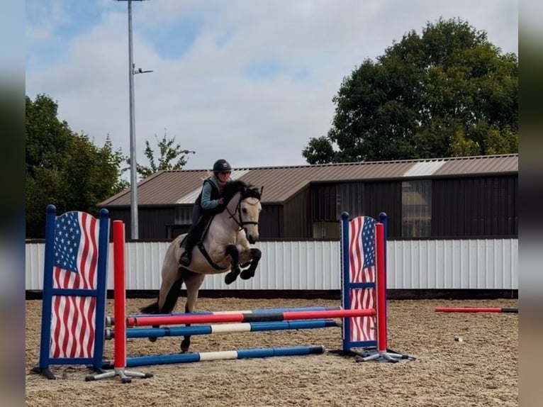 Connemara Castrone 5 Anni 147 cm Falbo in Mountrath, Co. Laois