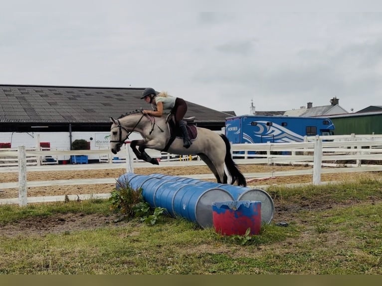 Connemara Castrone 5 Anni 147 cm Falbo in Mountrath, Co. Laois