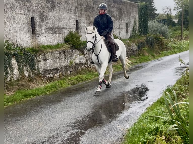 Connemara Castrone 5 Anni 147 cm Grigio in Sligo