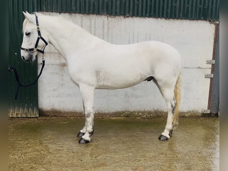 Connemara Castrone 5 Anni 147 cm Grigio in Sligo
