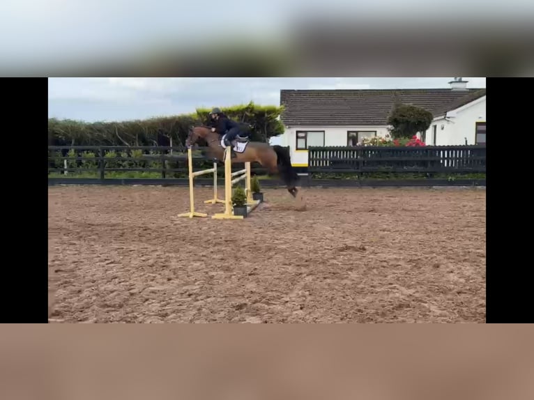 Connemara Castrone 5 Anni 148 cm Baio ciliegia in Sligo
