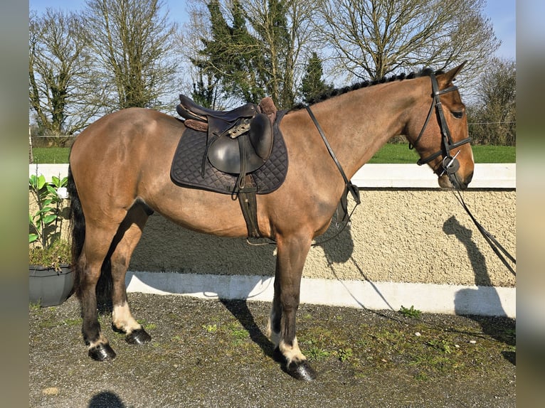 Connemara Mix Castrone 5 Anni 148 cm Baio ciliegia in Portumna