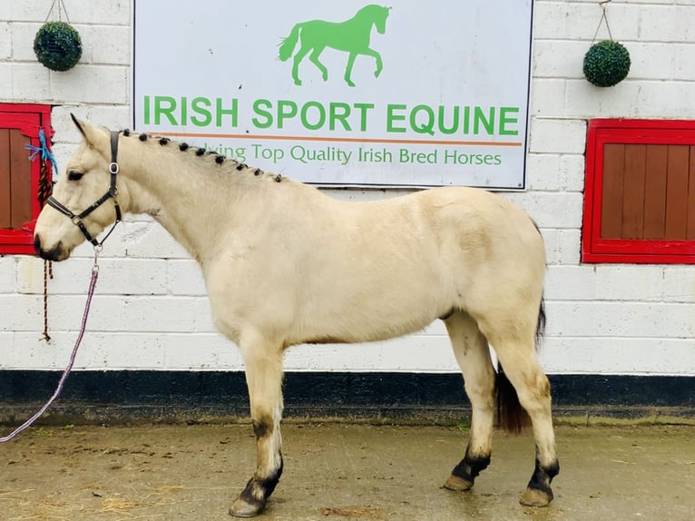 Connemara Castrone 5 Anni 148 cm Falbo in Mountrath