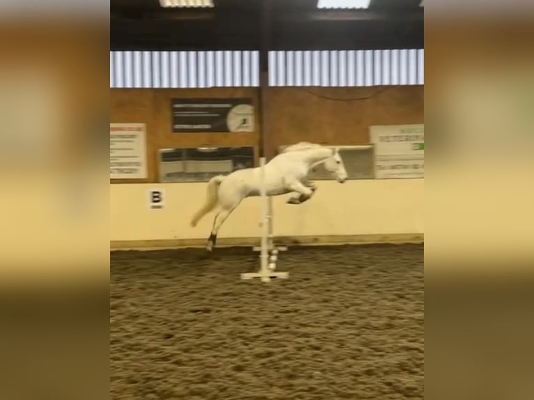 Connemara Castrone 5 Anni 148 cm Grigio in Dublin