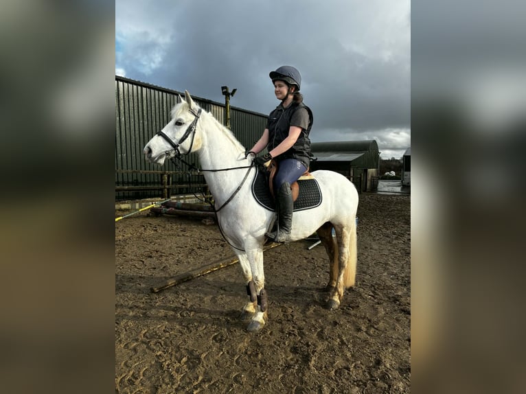 Connemara Castrone 5 Anni 148 cm Grigio in Sligo