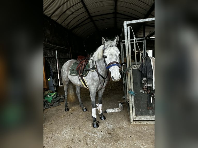 Connemara Castrone 5 Anni 148 cm Grigio in Sligo