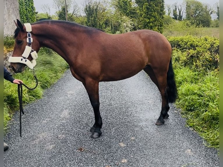 Connemara Castrone 5 Anni 148 cm Grigio in Sligo