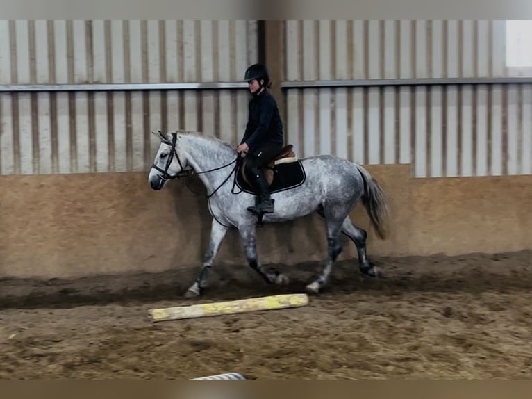 Connemara Castrone 5 Anni 148 cm Grigio in Sligo