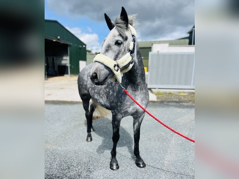 Connemara Castrone 5 Anni 148 cm Grigio in Sligo