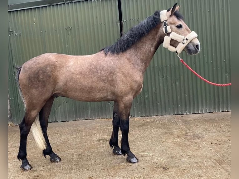 Connemara Castrone 5 Anni 148 cm Grigio in Sligo