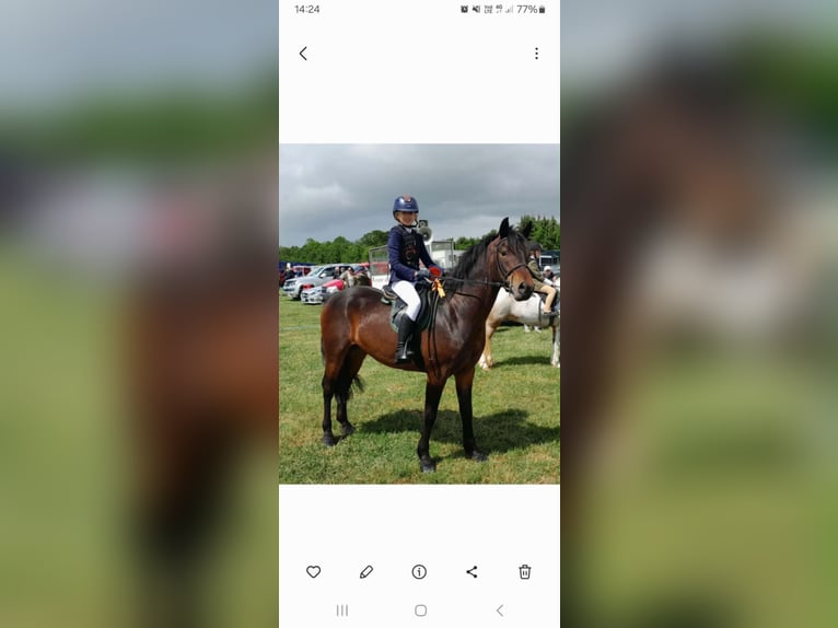 Connemara Castrone 5 Anni 148 cm Grigio in Sligo