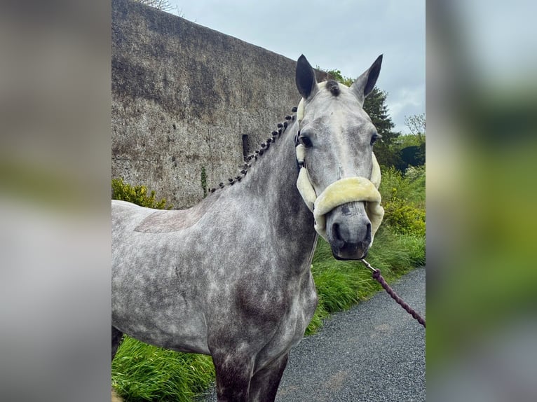 Connemara Castrone 5 Anni 148 cm Grigio in Sligo