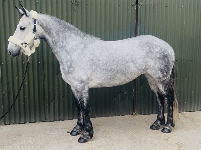 Connemara Castrone 5 Anni 148 cm Grigio in Sligo