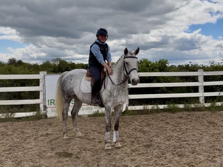Connemara Castrone 5 Anni 150 cm Grigio in Laois