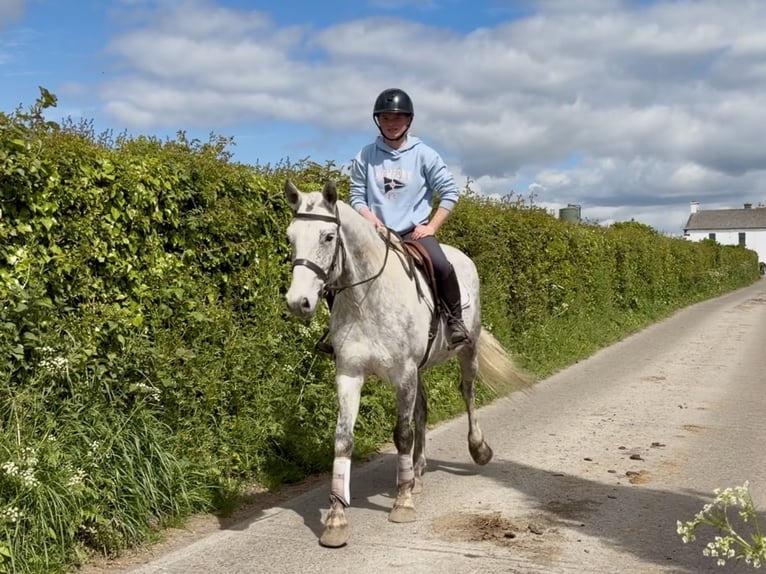 Connemara Castrone 5 Anni 150 cm Grigio in Laois