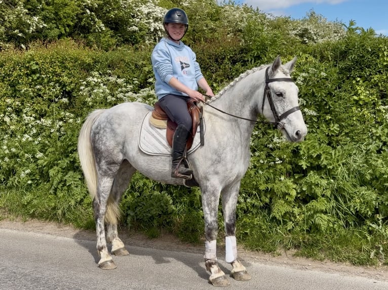 Connemara Castrone 5 Anni 150 cm Grigio in Laois