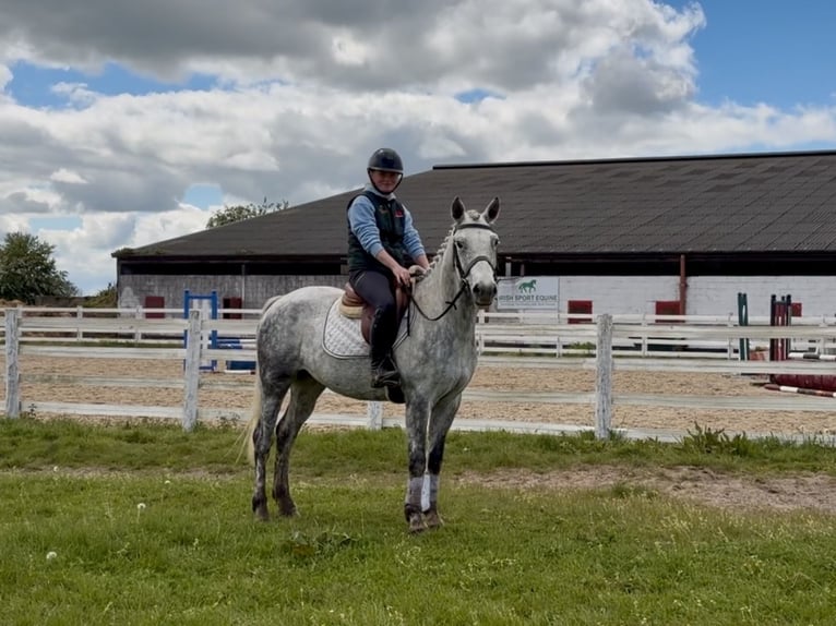 Connemara Castrone 5 Anni 150 cm Grigio in Laois