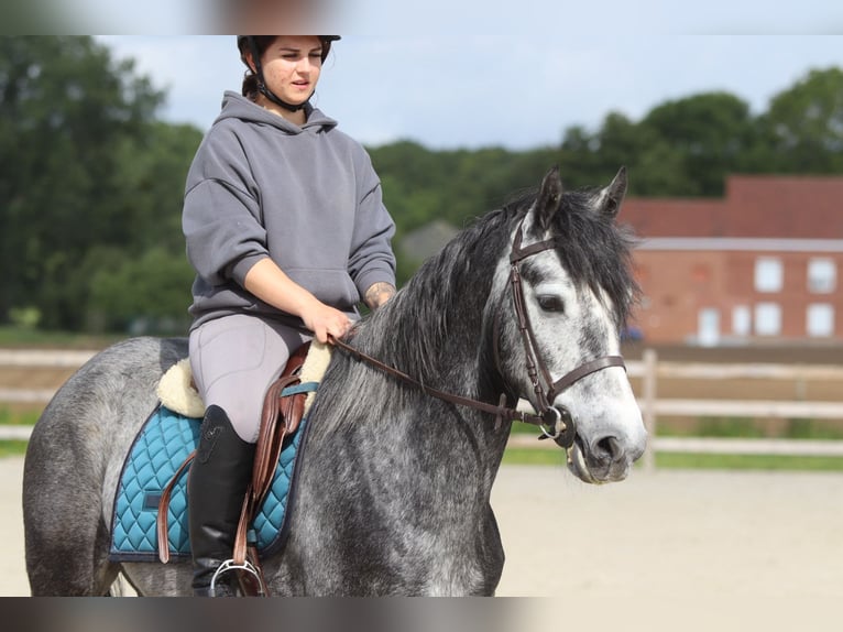 Connemara Castrone 5 Anni 151 cm Leardo in Pepingen