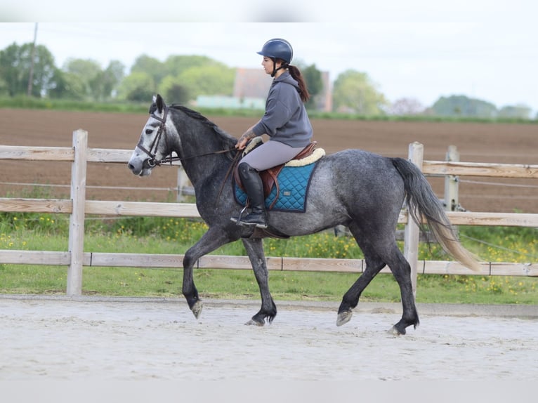 Connemara Castrone 5 Anni 151 cm Leardo in Pepingen