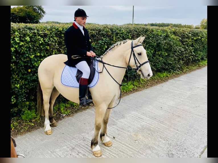 Connemara Castrone 5 Anni 152 cm Falbo in Mountrath