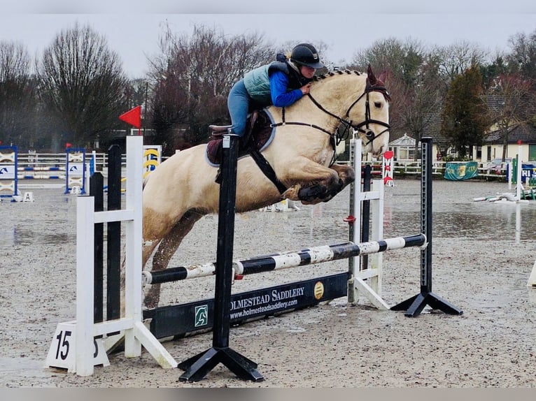 Connemara Castrone 5 Anni 152 cm Falbo in Mountrath