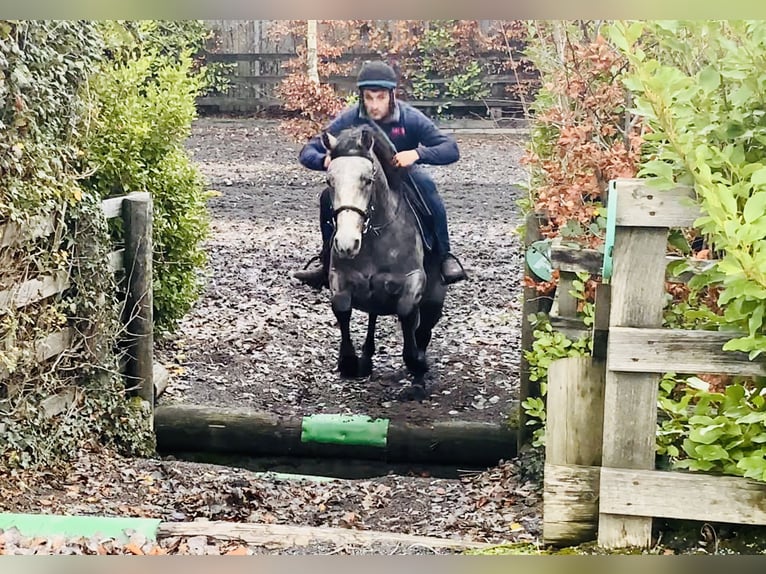 Connemara Castrone 5 Anni 152 cm Grigio in Mountrath