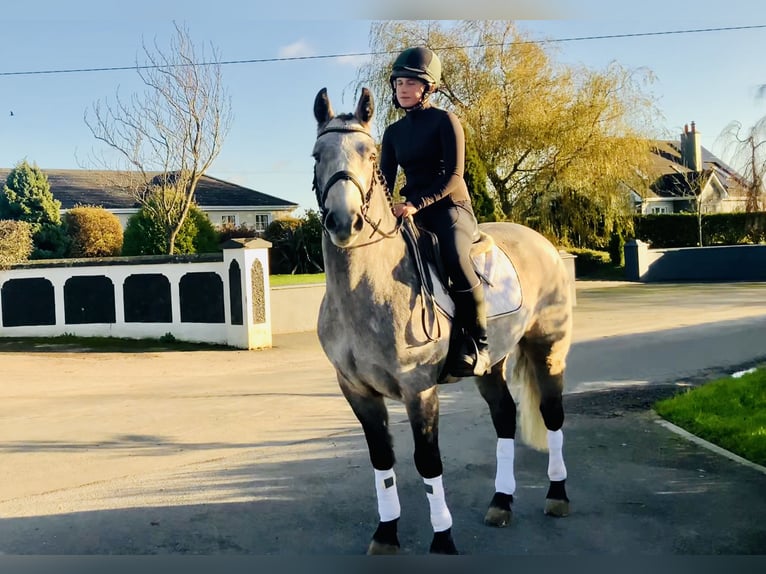 Connemara Castrone 5 Anni 152 cm Grigio in Mountrath