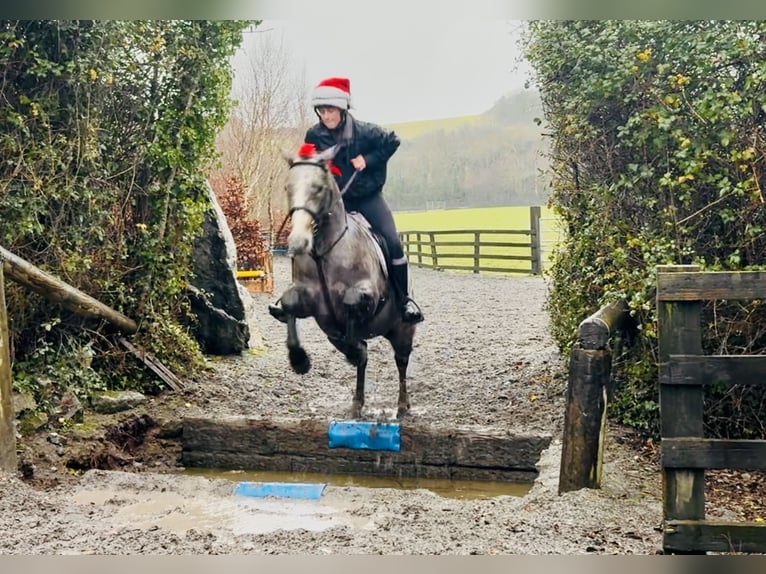 Connemara Castrone 5 Anni 152 cm Grigio in Mountrath