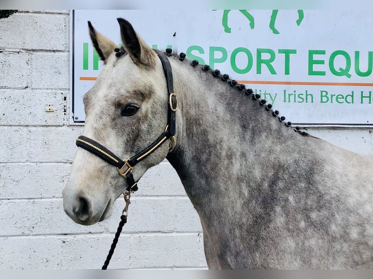 Connemara Castrone 5 Anni 152 cm Grigio in Mountrath