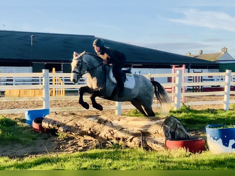 Connemara Castrone 5 Anni 152 cm Grigio in Mountrath
