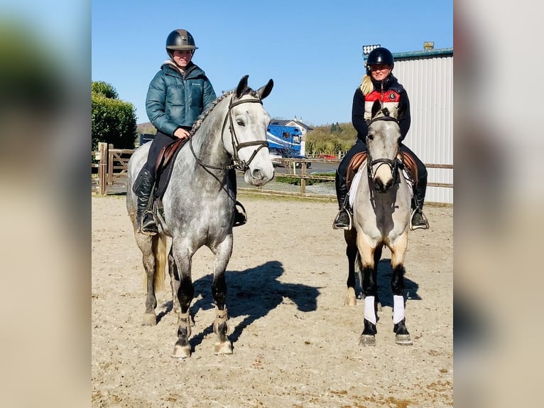 Connemara Castrone 5 Anni 152 cm Grigio pezzato in Mountrath