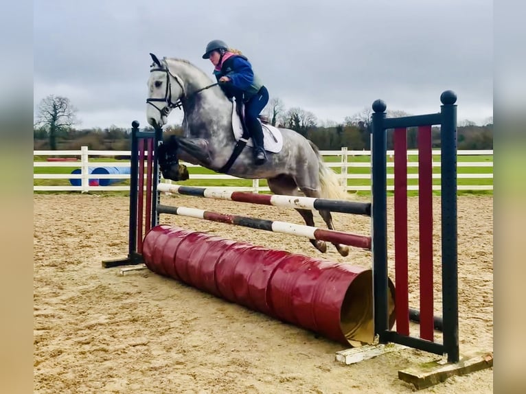 Connemara Castrone 5 Anni 152 cm Grigio pezzato in Mountrath