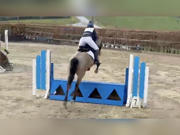 Connemara Castrone 5 Anni 153 cm Falbo in Mountrath, Co. Laois