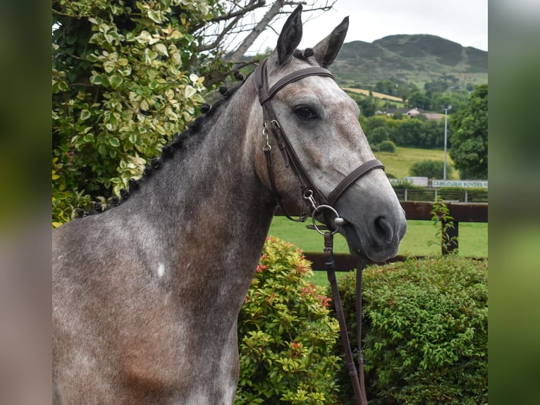 Connemara Castrone 5 Anni 153 cm Grigio in Down