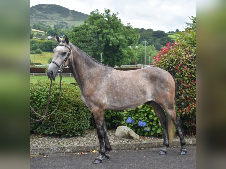 Connemara Castrone 5 Anni 153 cm Grigio in Down