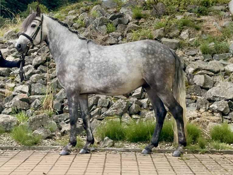 Connemara Castrone 5 Anni 154 cm Falbo baio in Lisberg