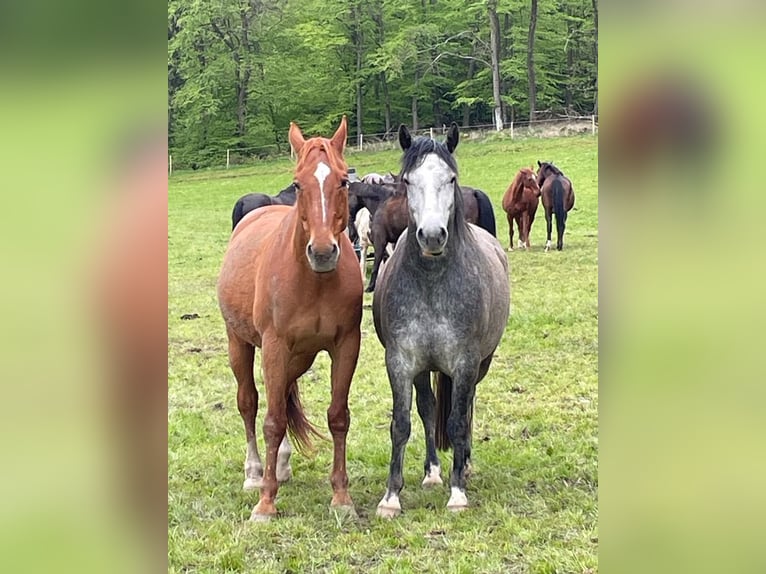 Connemara Castrone 5 Anni 154 cm Grigio in Friedberg