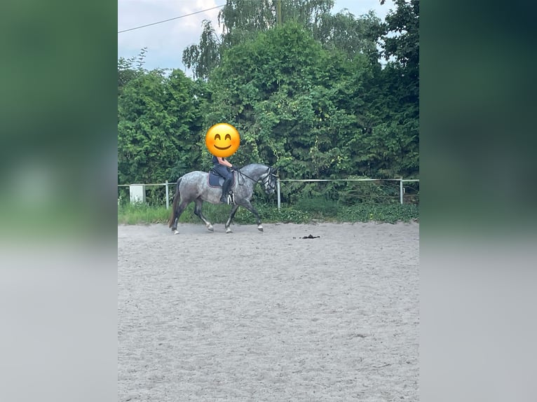 Connemara Castrone 5 Anni 154 cm Grigio in Friedberg