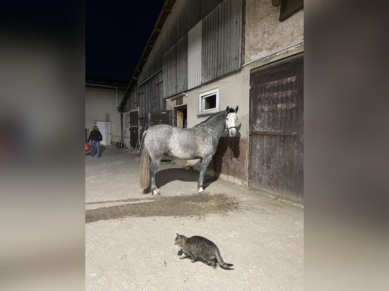 Connemara Castrone 5 Anni 154 cm Grigio in Friedberg