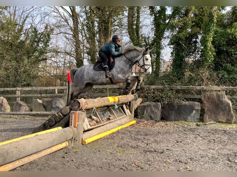 Connemara Castrone 5 Anni 154 cm Grigio pezzato in Mountrath