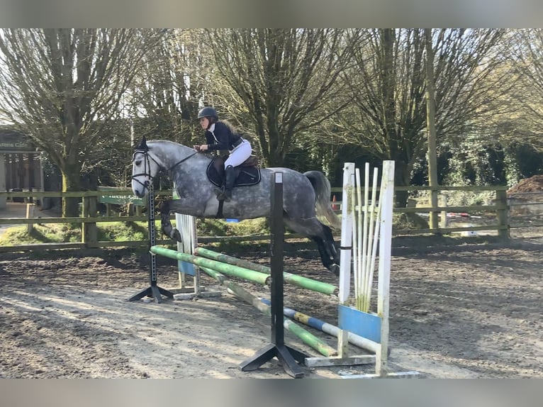 Connemara Castrone 5 Anni 154 cm Grigio pezzato in Mountrath