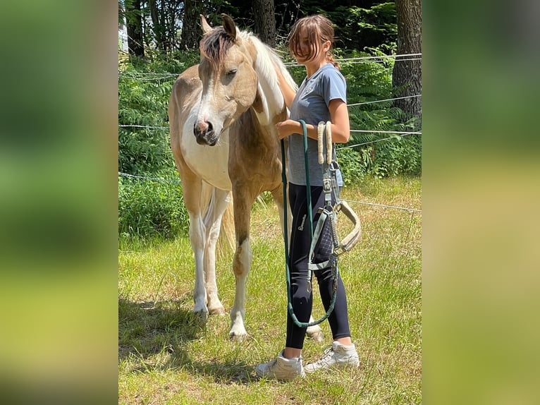 Connemara Castrone 5 Anni 154 cm Tobiano-tutti i colori in Bad Herrenalb