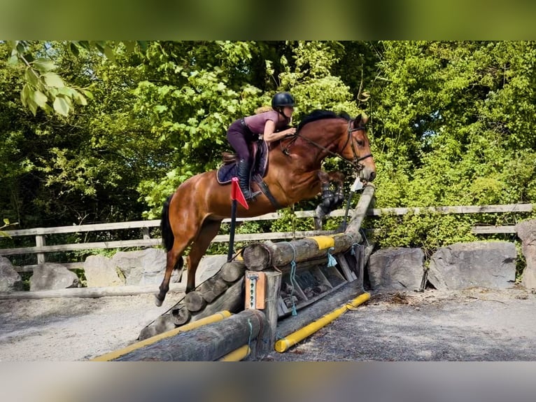Connemara Castrone 5 Anni 155 cm Baio ciliegia in Mountrath, Co. Laois