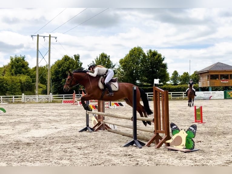 Connemara Castrone 5 Anni 155 cm Baio ciliegia in Mountrath, Co. Laois