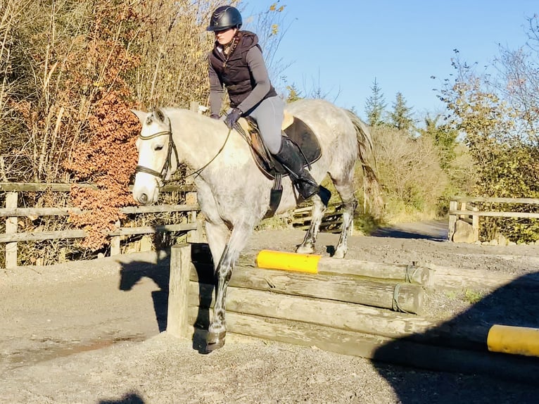 Connemara Castrone 5 Anni 155 cm Grigio in Mountrath
